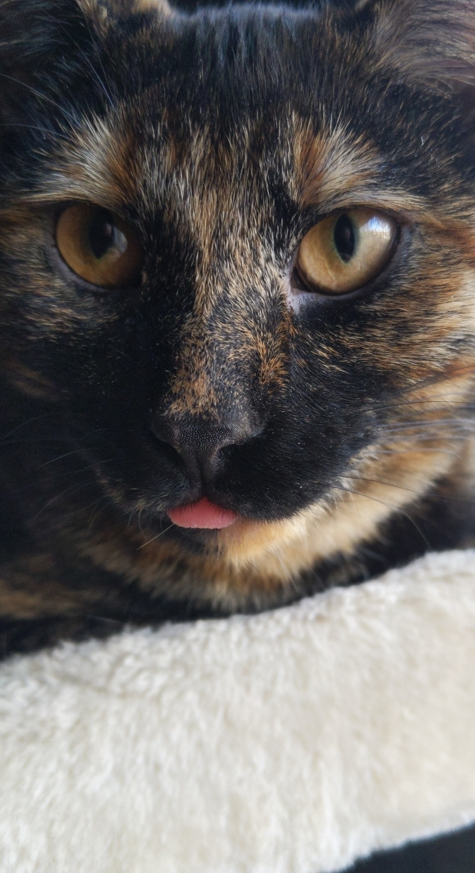 tortoise shell cat with tongue sticking out